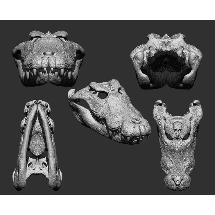 Bones 3D Model – Anatomical Brush Pack, 86 Formats Including FBX - View 51