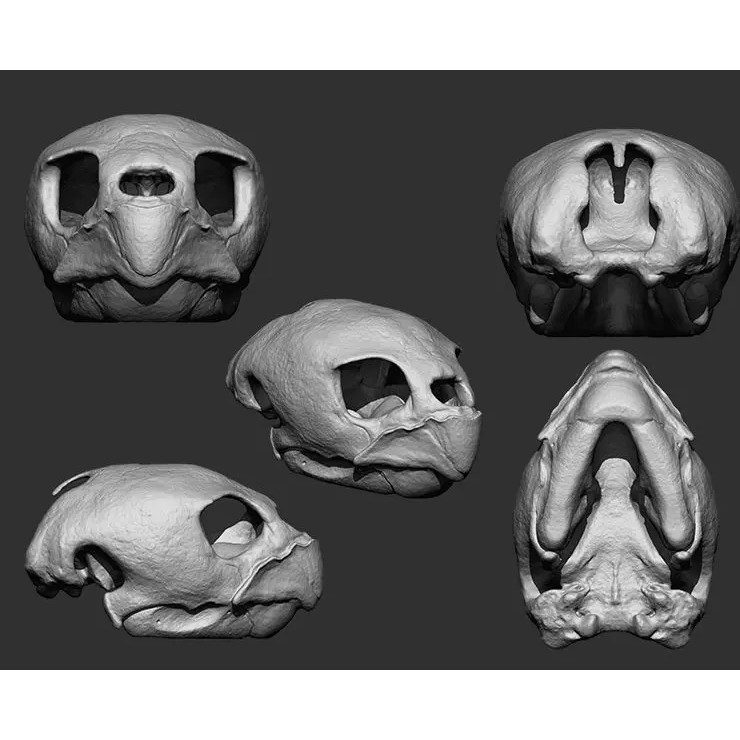 Bones 3D Model – Anatomical Brush Pack, 86 Formats Including FBX - View 54