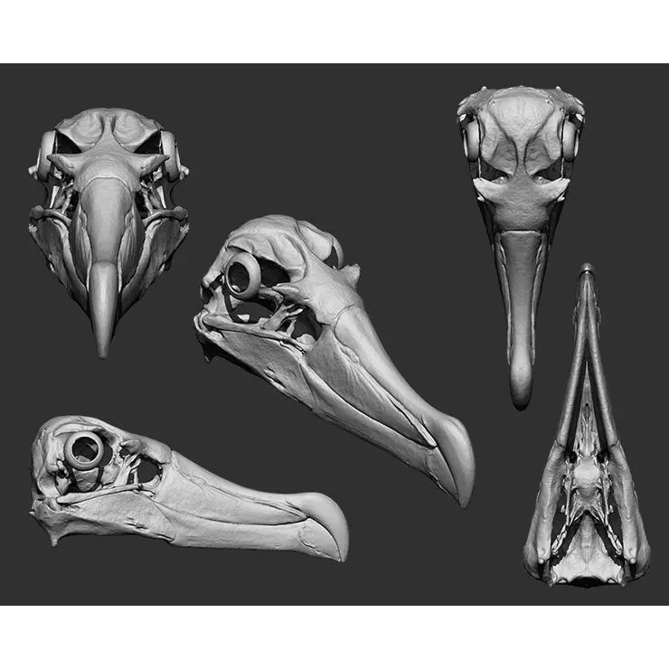 Bones 3D Model – Anatomical Brush Pack, 86 Formats Including FBX - View 55
