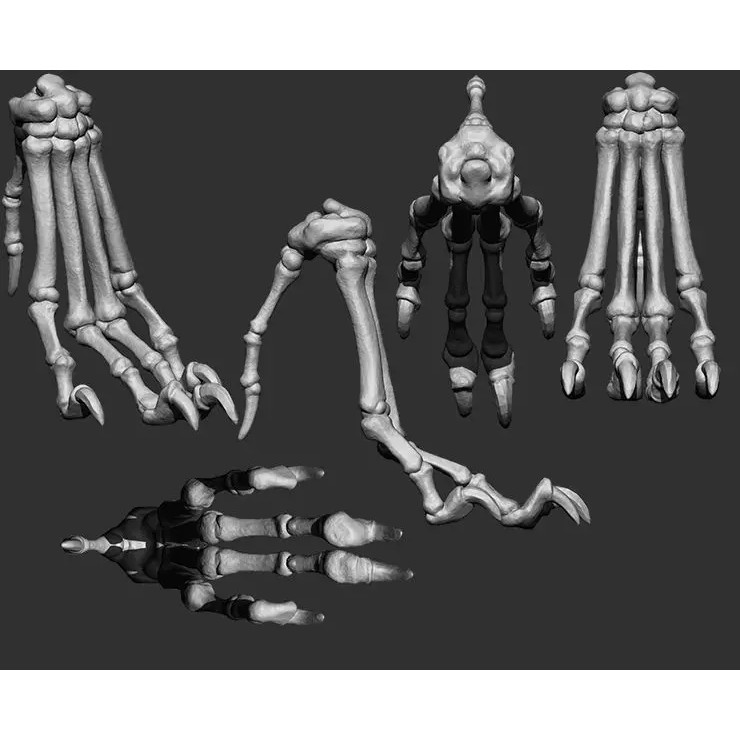 Bones 3D Model – Anatomical Brush Pack, 86 Formats Including FBX - View 56
