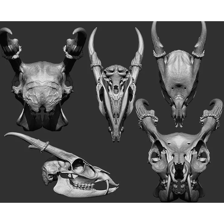 Bones 3D Model – Anatomical Brush Pack, 86 Formats Including FBX - View 57