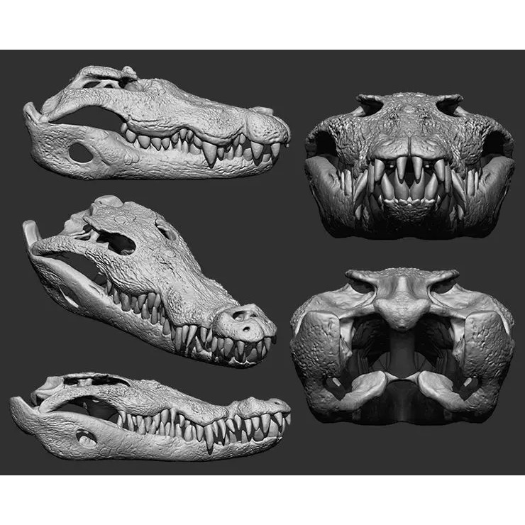 Bones 3D Model – Anatomical Brush Pack, 86 Formats Including FBX - View 58