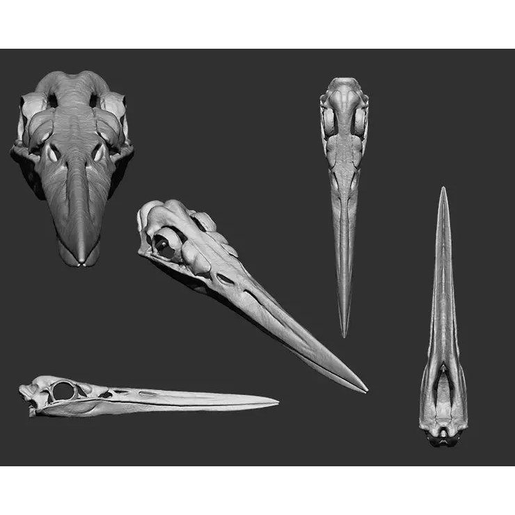 Bones 3D Model – Anatomical Brush Pack, 86 Formats Including FBX - View 59