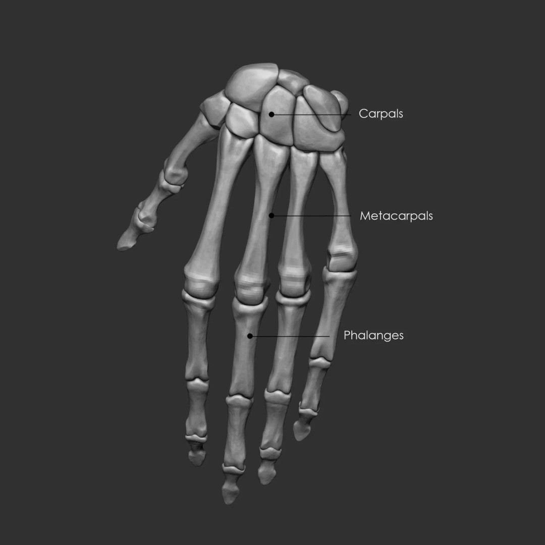 Bones 3D Model – Anatomical Brush Pack, 86 Formats Including FBX - View 6