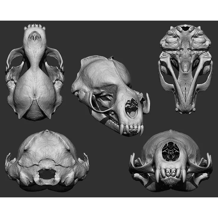Bones 3D Model – Anatomical Brush Pack, 86 Formats Including FBX - View 60