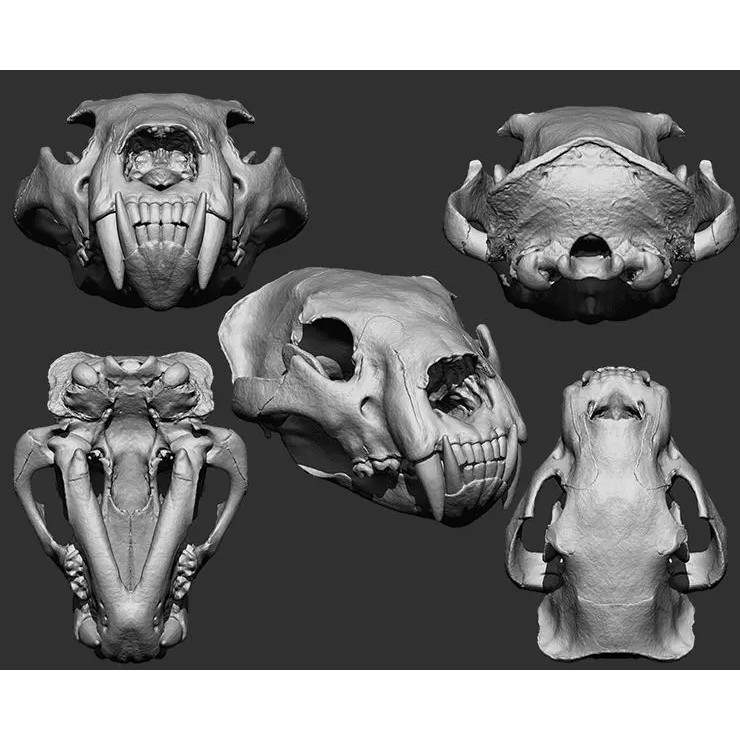 Bones 3D Model – Anatomical Brush Pack, 86 Formats Including FBX - View 62