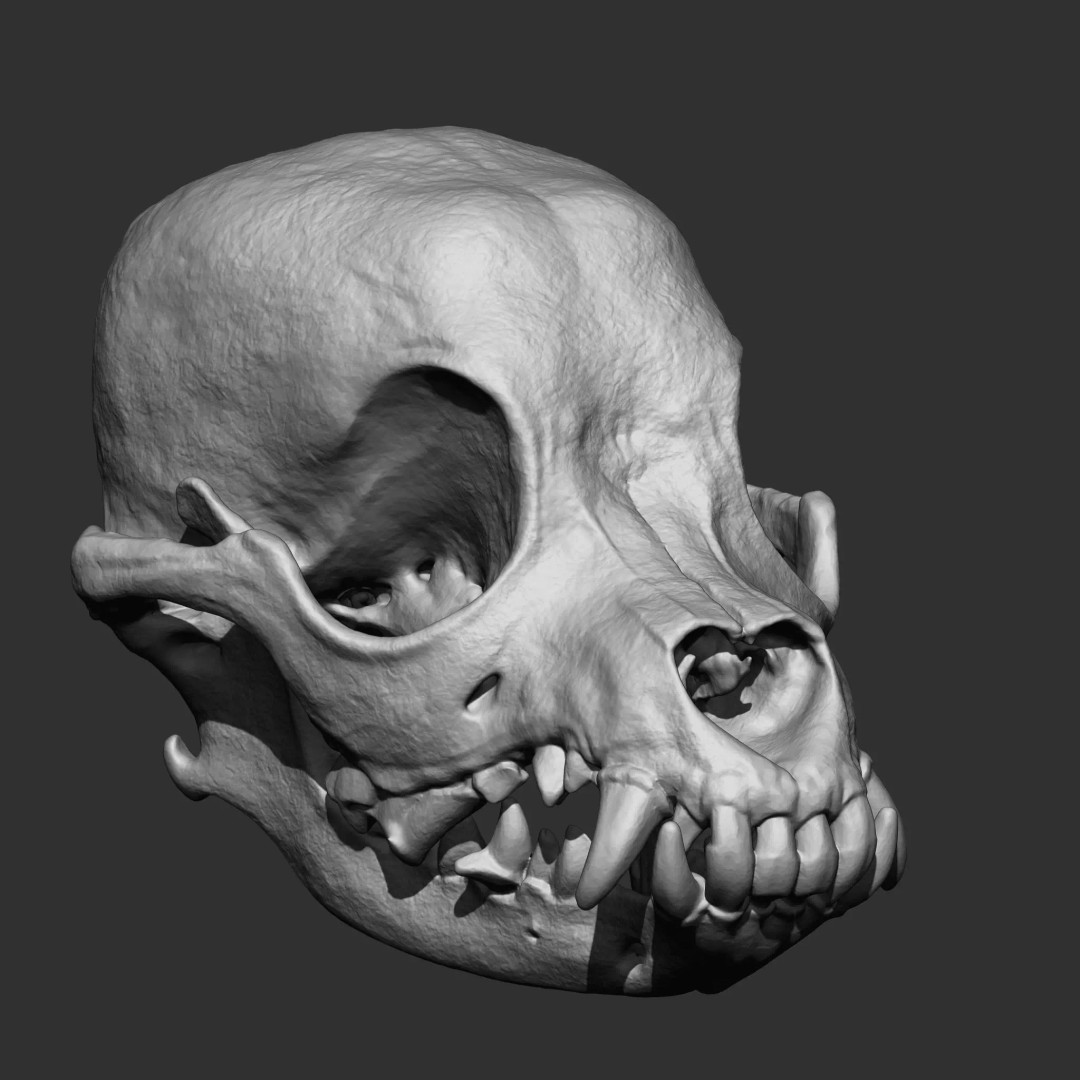 Bones 3D Model – Anatomical Brush Pack, 86 Formats Including FBX - View 63