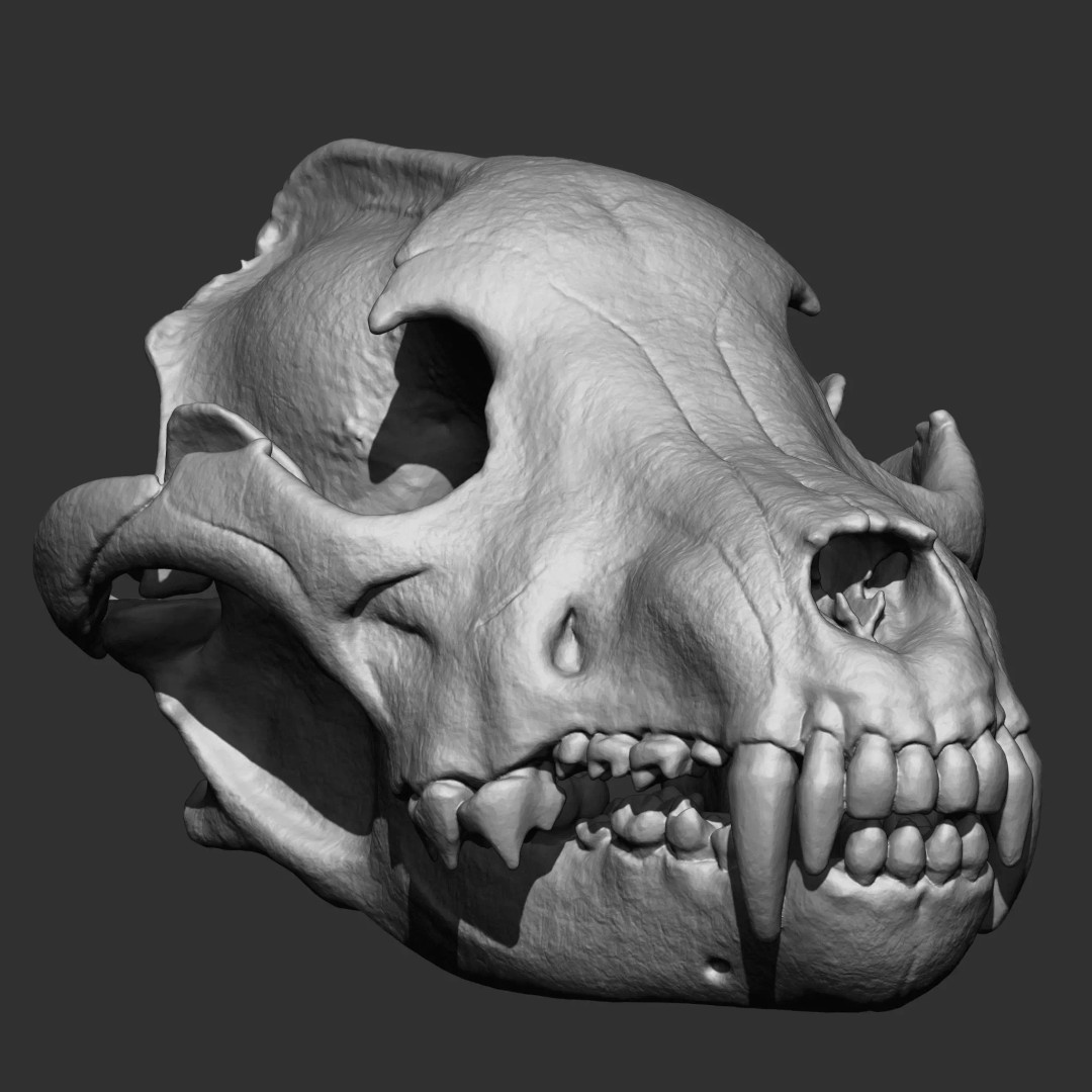 Bones 3D Model – Anatomical Brush Pack, 86 Formats Including FBX - View 64