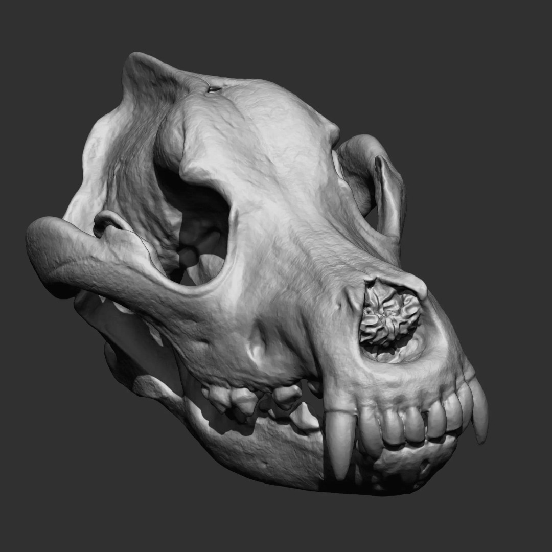 Bones 3D Model – Anatomical Brush Pack, 86 Formats Including FBX - View 65