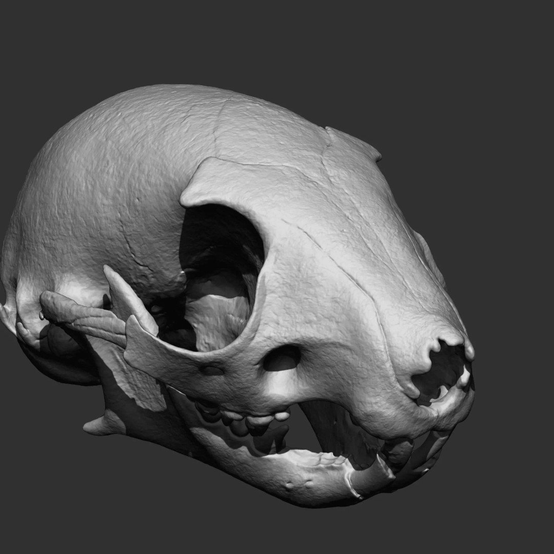 Bones 3D Model – Anatomical Brush Pack, 86 Formats Including FBX - View 66