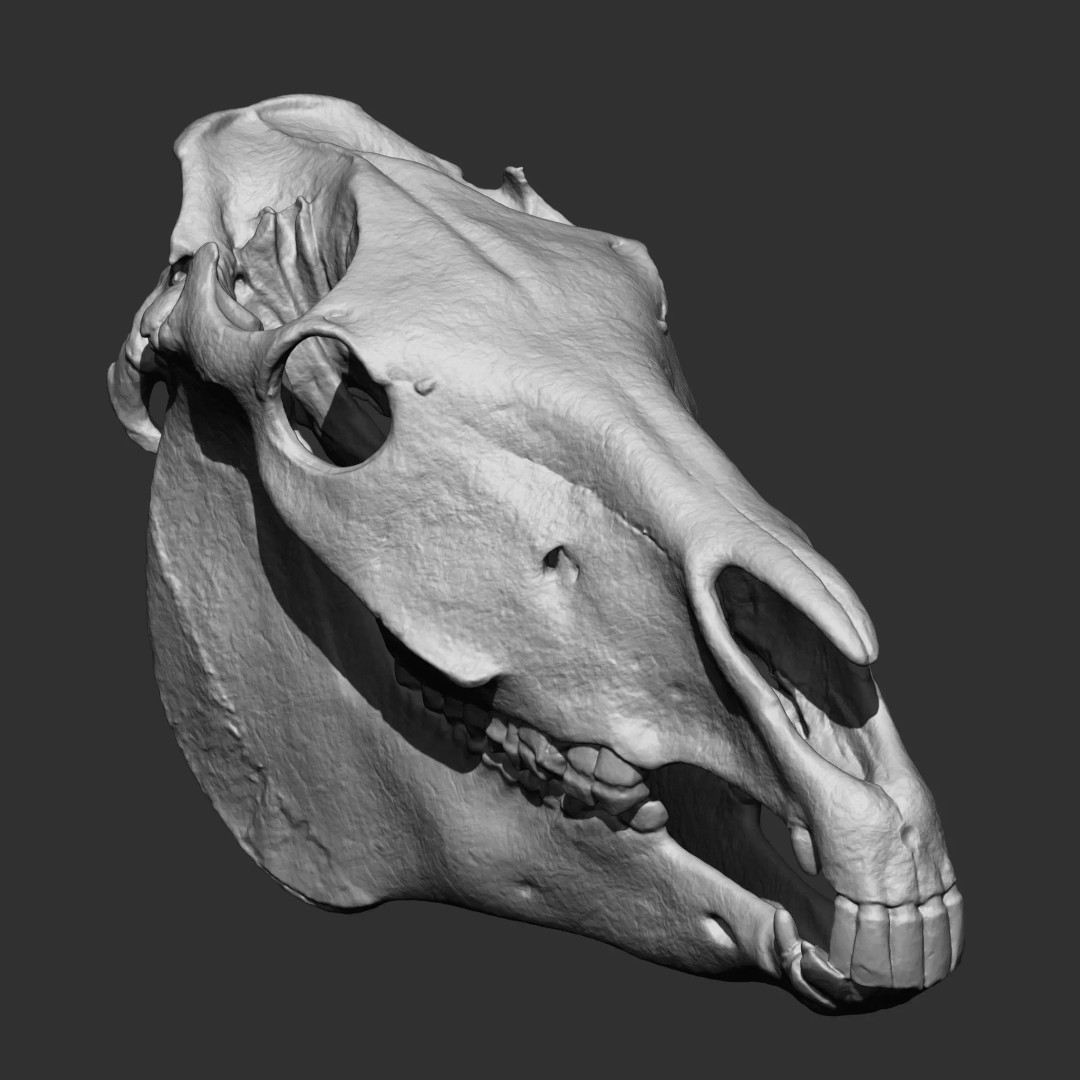 Bones 3D Model – Anatomical Brush Pack, 86 Formats Including FBX - View 67