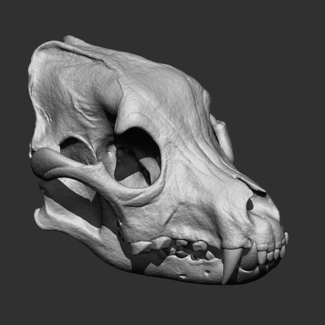 Bones 3D Model – Anatomical Brush Pack, 86 Formats Including FBX - View 68
