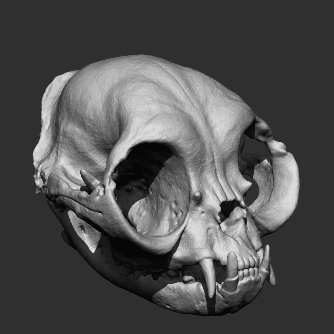 Bones 3D Model – Anatomical Brush Pack, 86 Formats Including FBX - View 69