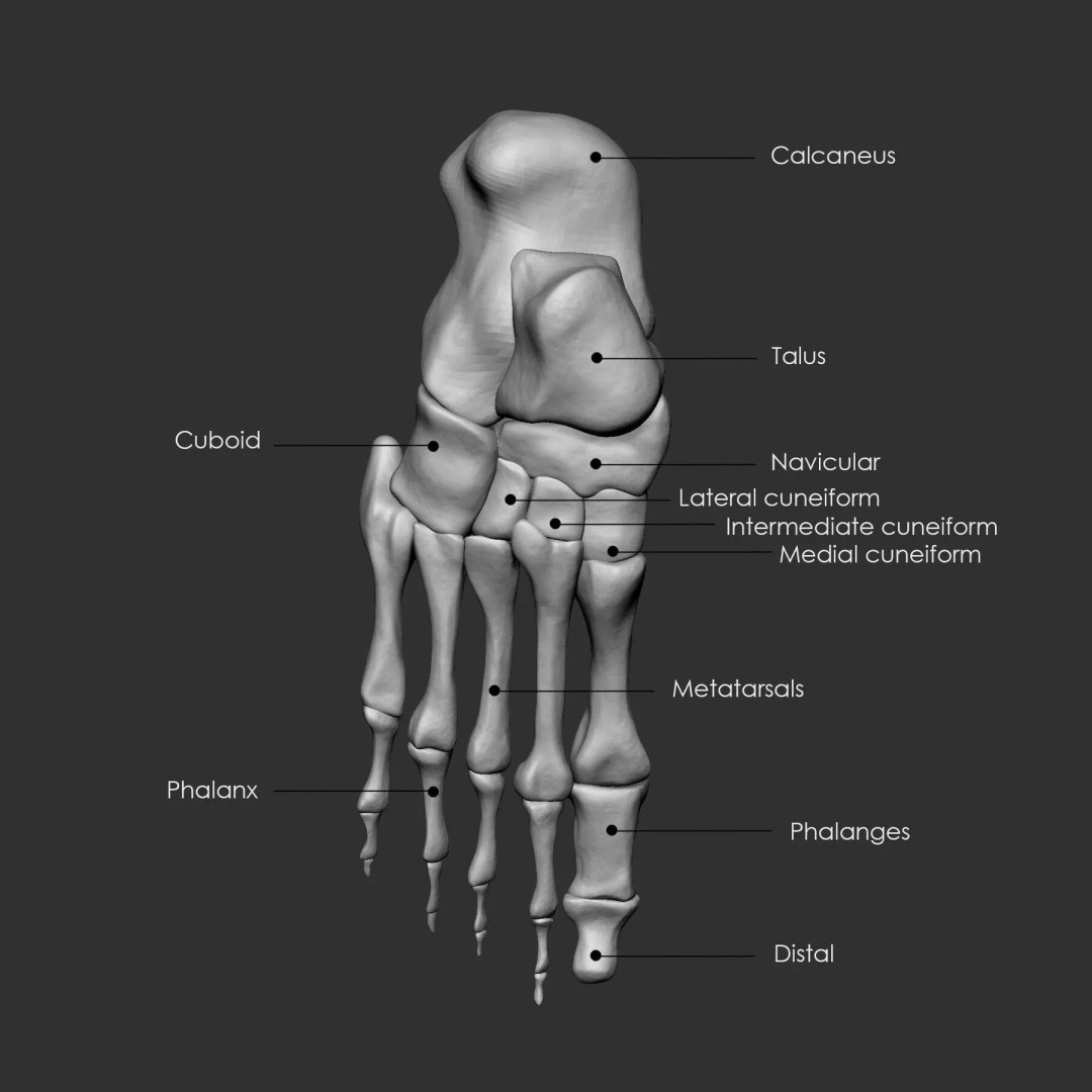 Bones 3D Model – Anatomical Brush Pack, 86 Formats Including FBX - View 7