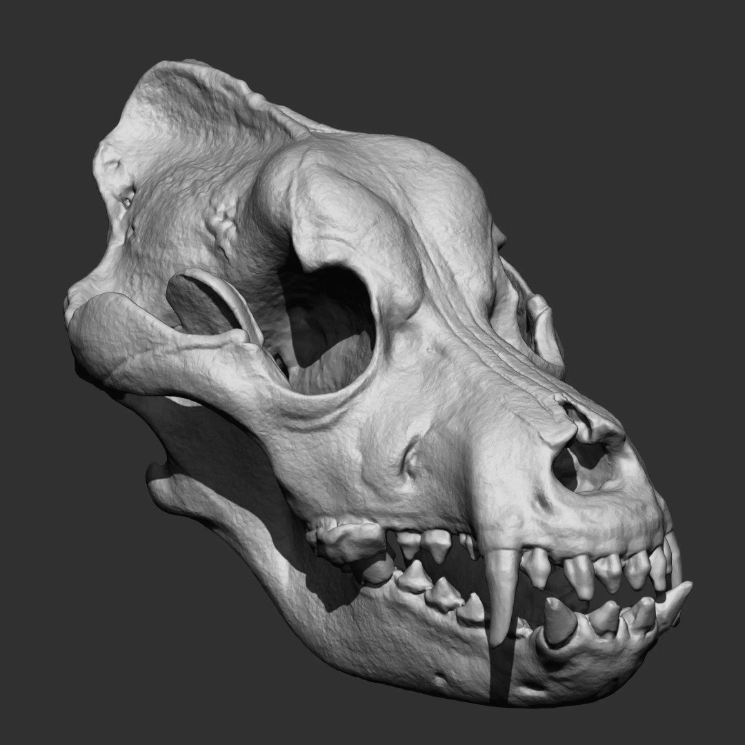 Bones 3D Model – Anatomical Brush Pack, 86 Formats Including FBX - View 70