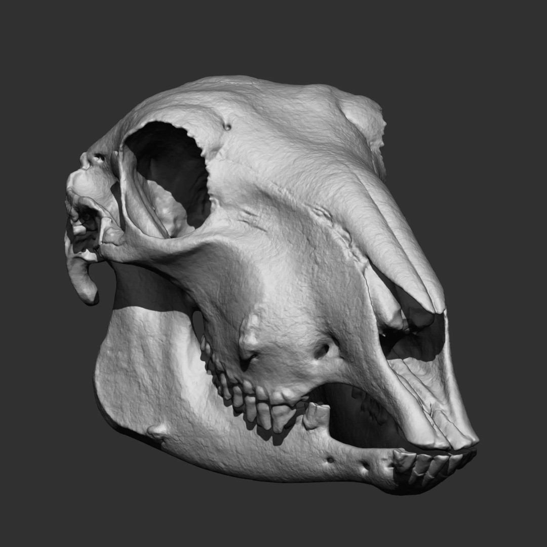Bones 3D Model – Anatomical Brush Pack, 86 Formats Including FBX - View 71