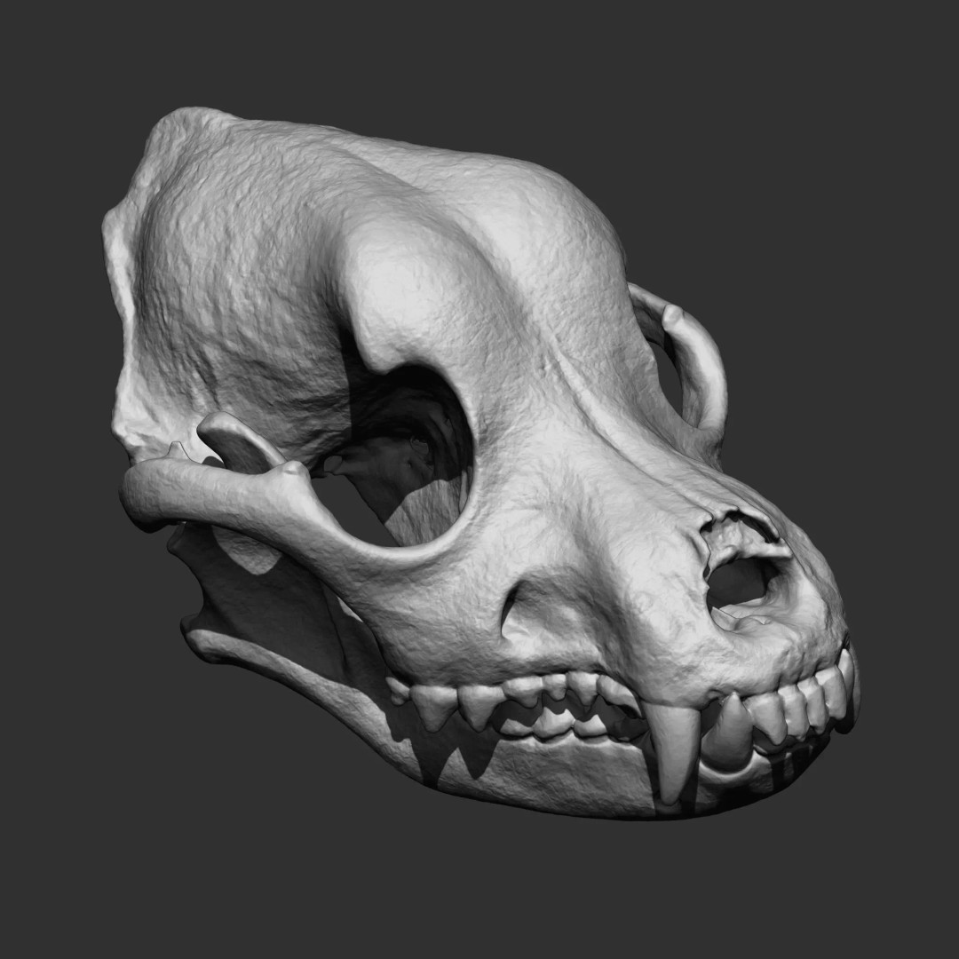 Bones 3D Model – Anatomical Brush Pack, 86 Formats Including FBX - View 72