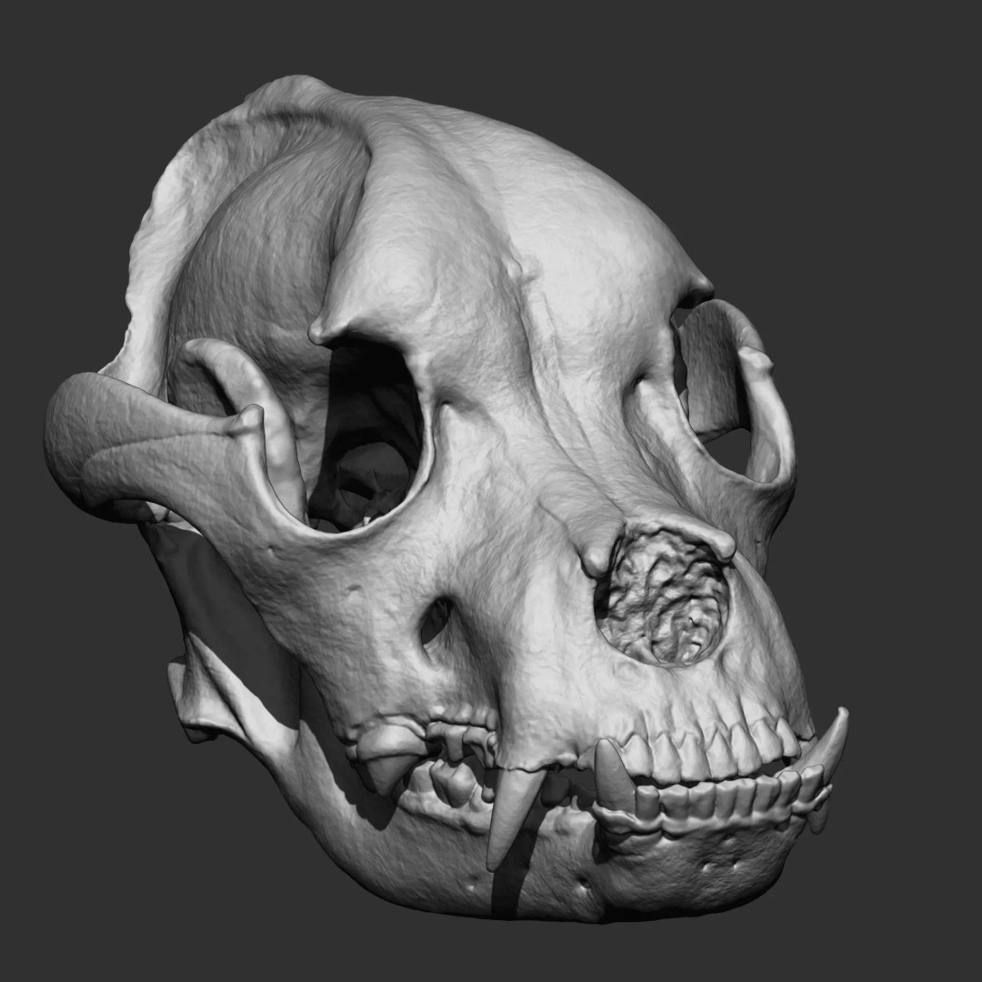 Bones 3D Model – Anatomical Brush Pack, 86 Formats Including FBX - View 73