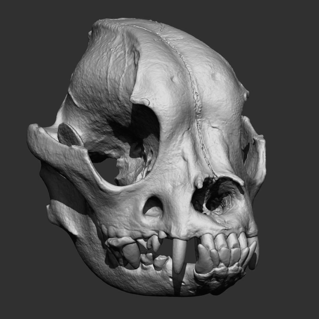 Bones 3D Model – Anatomical Brush Pack, 86 Formats Including FBX - View 74