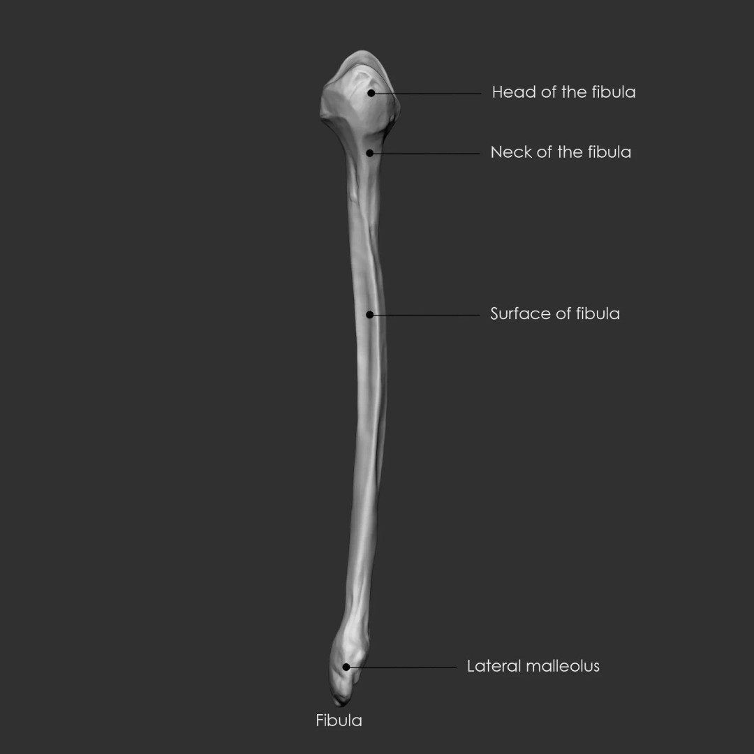 Bones 3D Model – Anatomical Brush Pack, 86 Formats Including FBX - View 8
