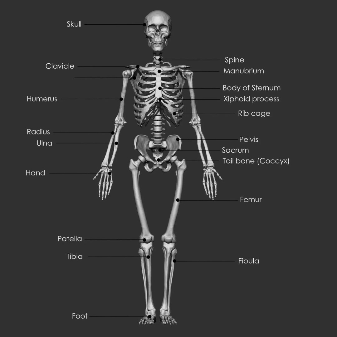 Bones 3D Model – Anatomical Brush Pack, 86 Formats Including FBX - View 9