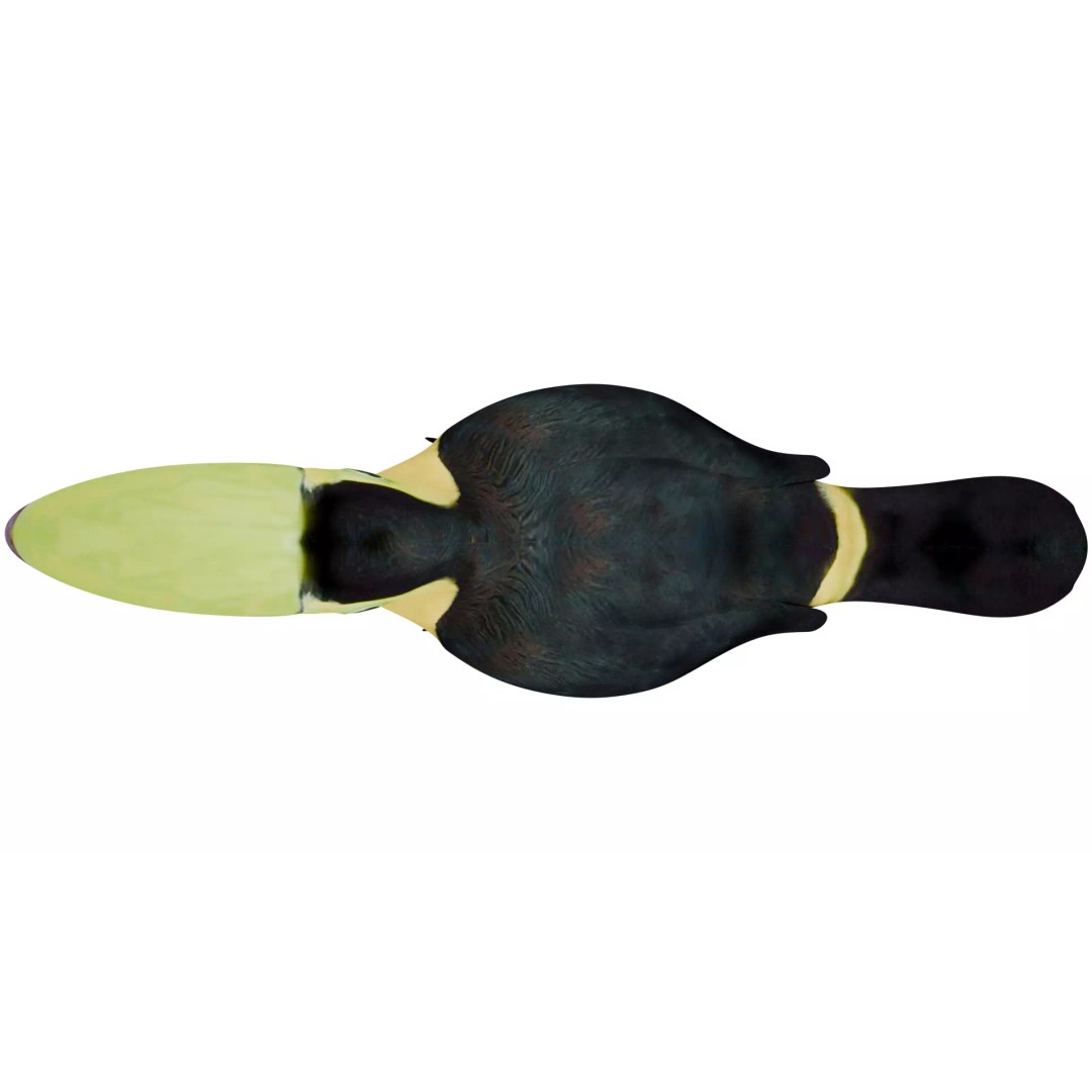 Toucan 3D Model – High Quality PBR Textured Game Asset, FBX, OBJ - View 10