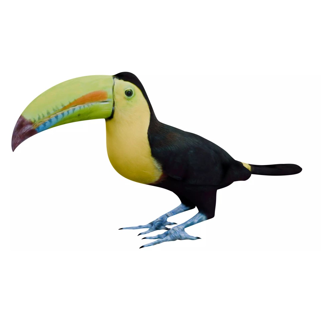 Toucan 3D Model – High Quality PBR Textured Game Asset, FBX, OBJ - View 2