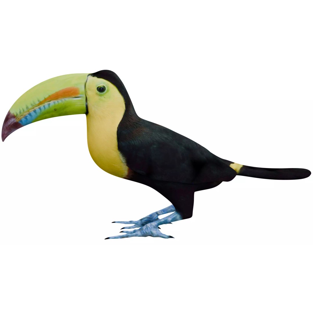 Toucan 3D Model – High Quality PBR Textured Game Asset, FBX, OBJ - View 3