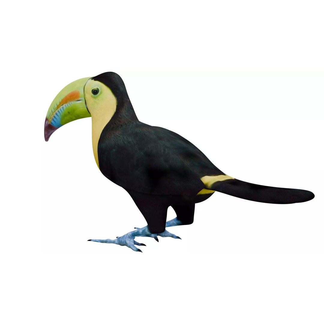 Toucan 3D Model – High Quality PBR Textured Game Asset, FBX, OBJ - View 4