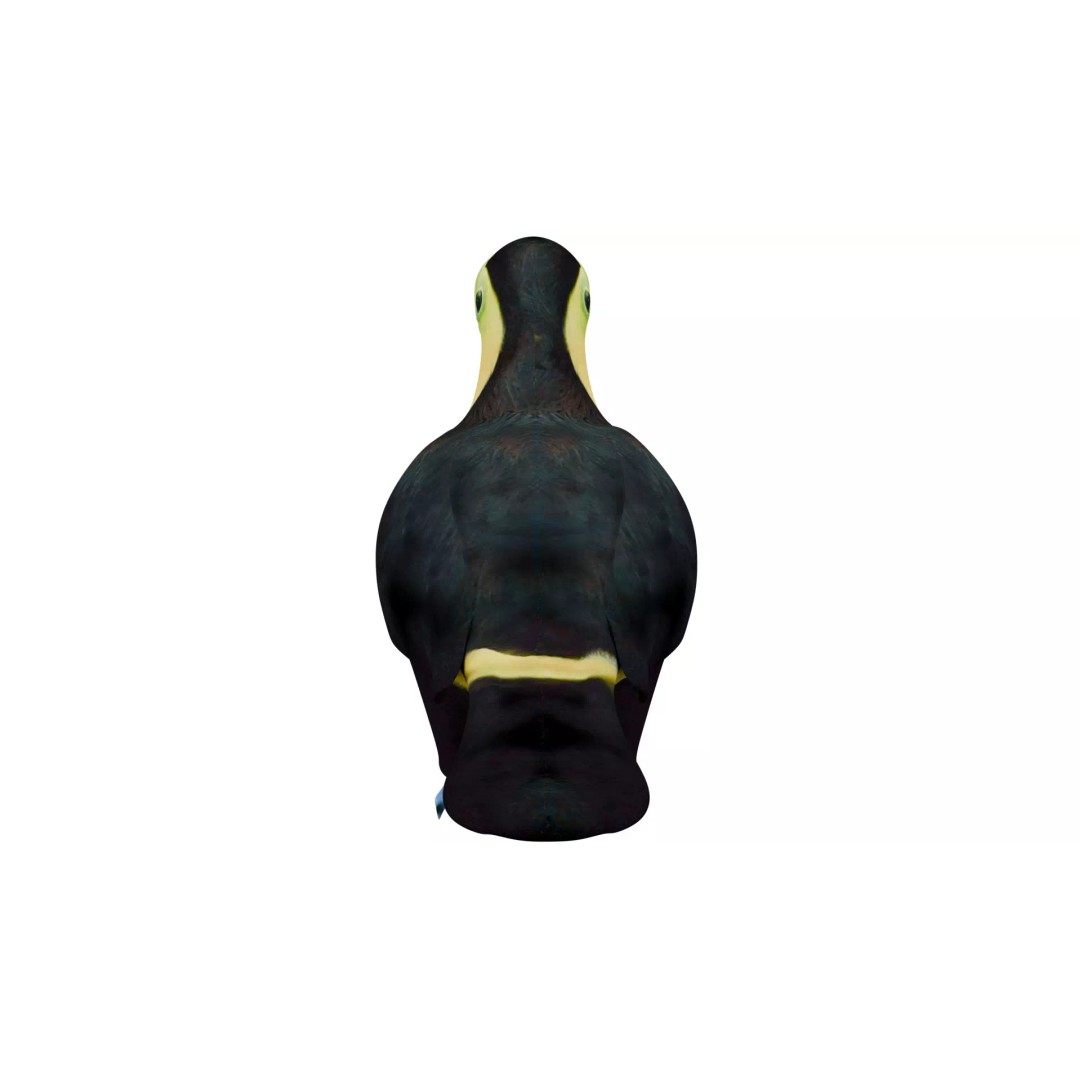 Toucan 3D Model – High Quality PBR Textured Game Asset, FBX, OBJ - View 5