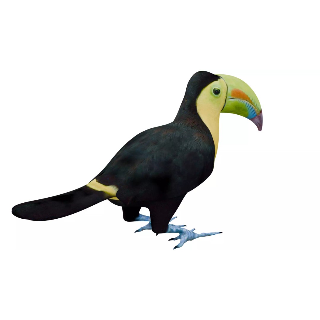 Toucan 3D Model – High Quality PBR Textured Game Asset, FBX, OBJ - View 6