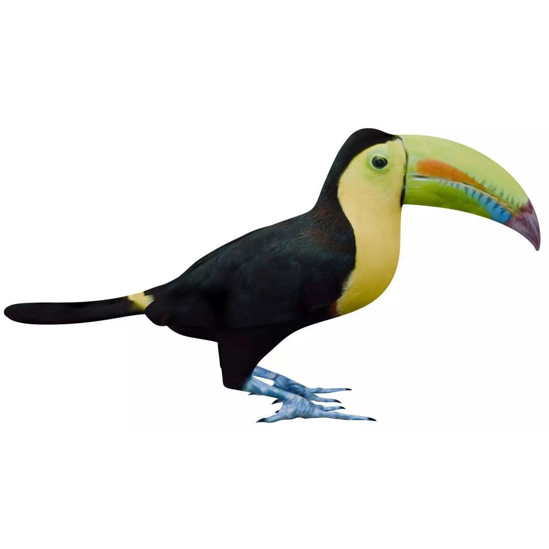 Toucan 3D Model – High Quality PBR Textured Game Asset, FBX, OBJ - View 7