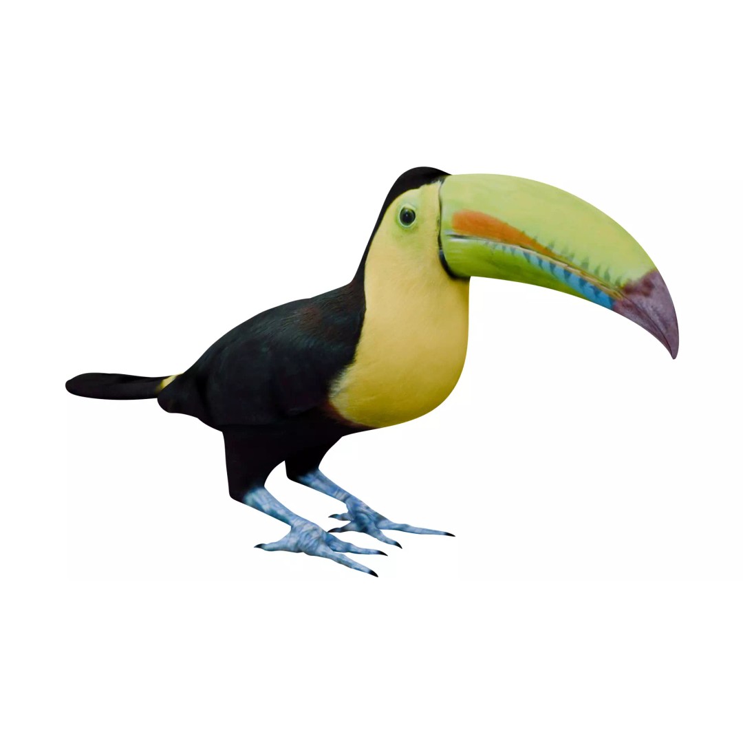 Toucan 3D Model – High Quality PBR Textured Game Asset, FBX, OBJ - View 8
