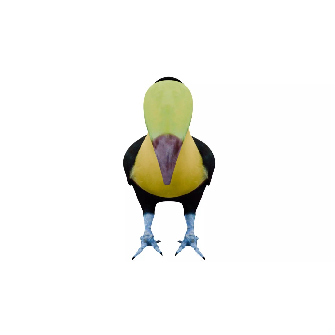 Toucan 3D Model – High Quality PBR Textured Game Asset, FBX, OBJ - View 9