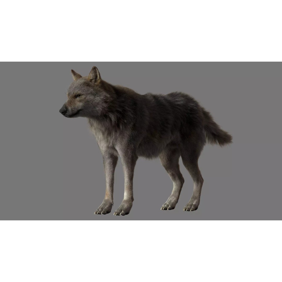 Gray Wolf 3D Model – Detailed Rigged Animal Asset, FBX, OBJ - View 2