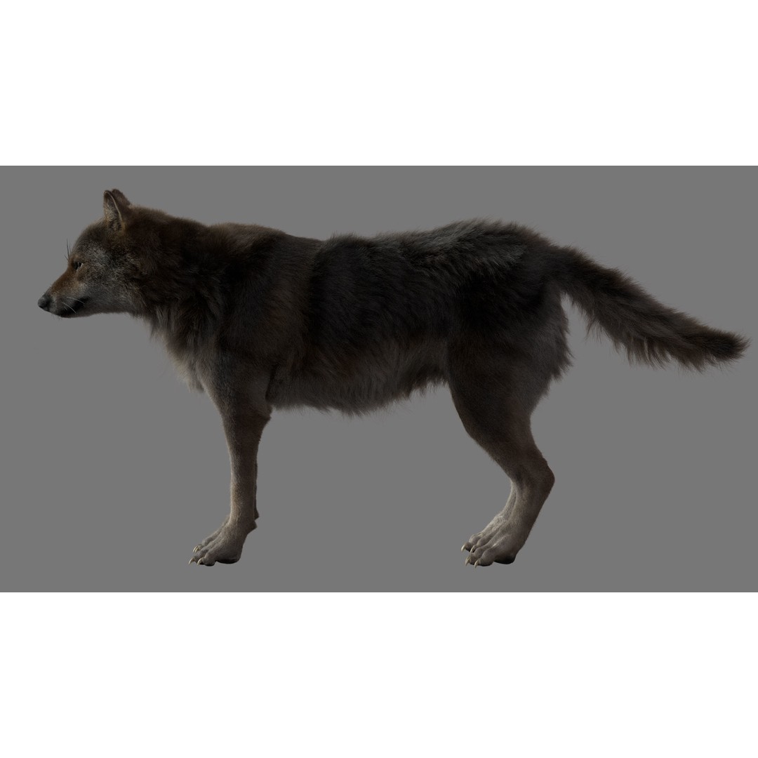 Gray Wolf 3D Model – Detailed Rigged Animal Asset, FBX, OBJ - View 3