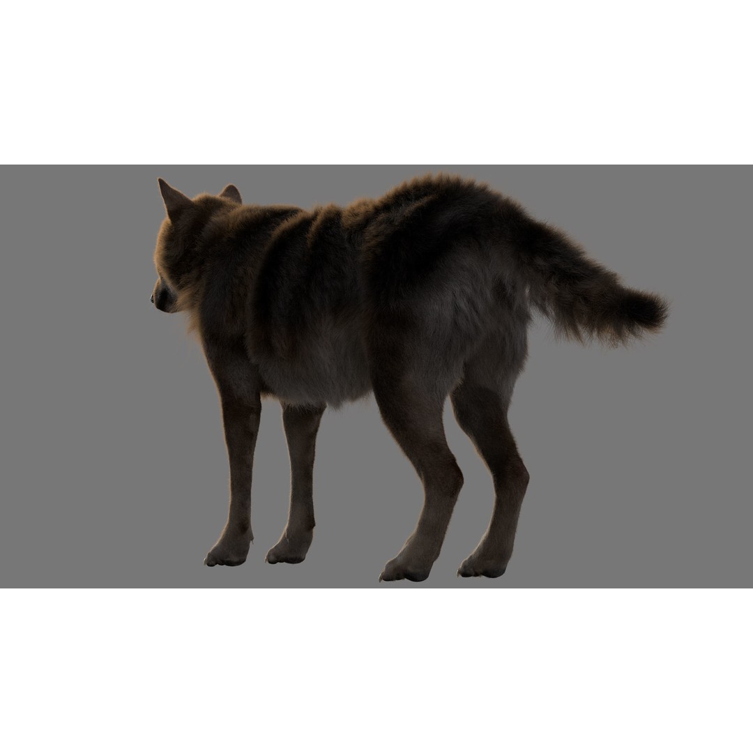 Gray Wolf 3D Model – Detailed Rigged Animal Asset, FBX, OBJ - View 4