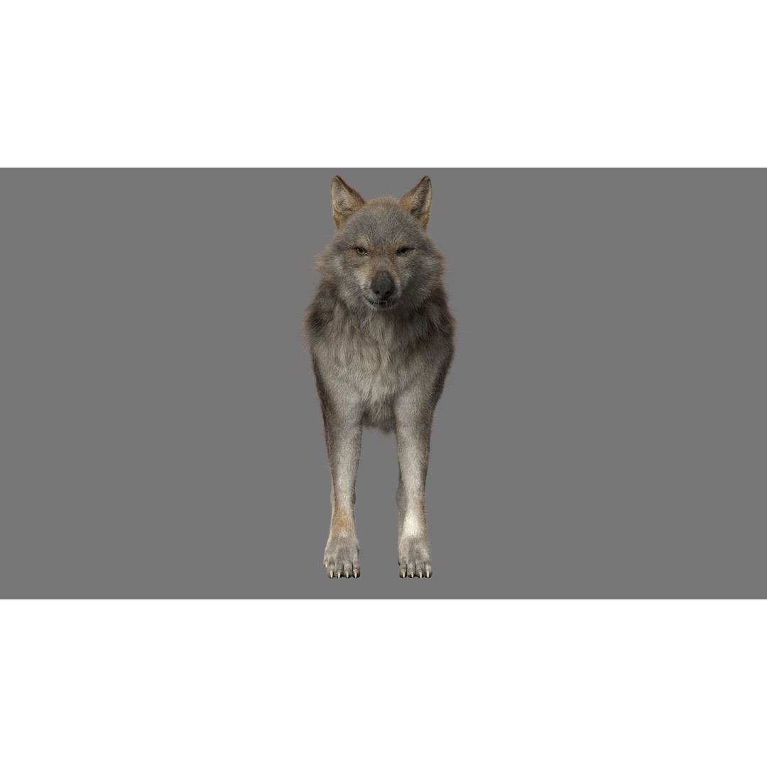 Gray Wolf 3D Model – Detailed Rigged Animal Asset, FBX, OBJ - View 5