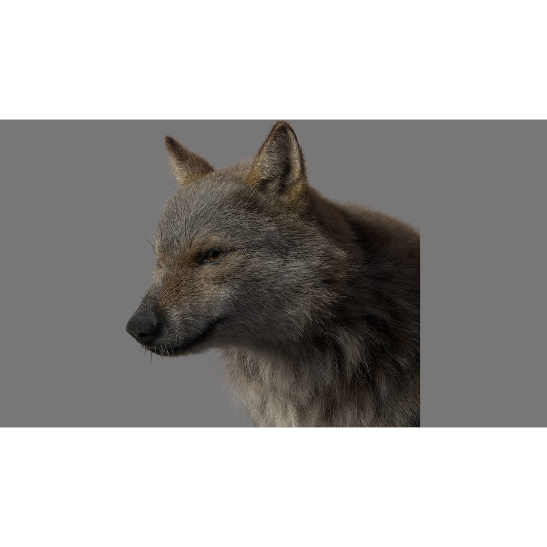Gray Wolf 3D Model – Detailed Rigged Animal Asset, FBX, OBJ - View 6