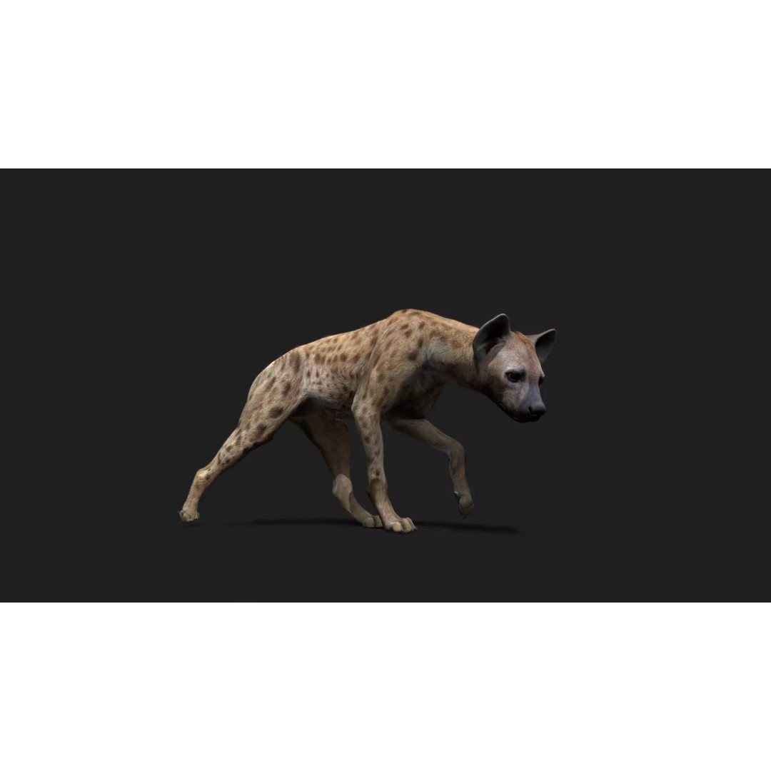 Realistic Hyena 3D Model – Low Poly Rigged Animation, FBX, Blender - View 2