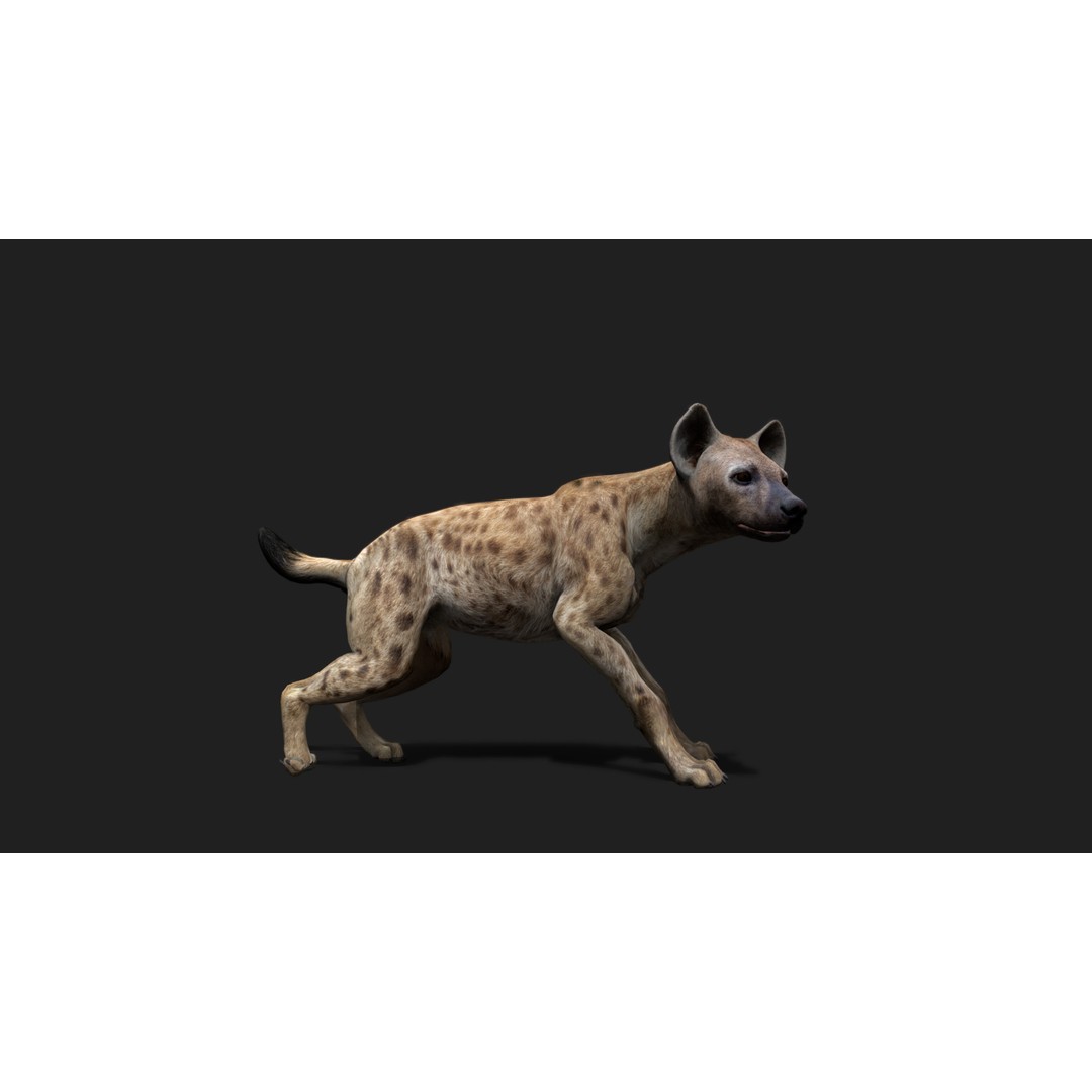 Realistic Hyena 3D Model – Low Poly Rigged Animation, FBX, Blender - View 3