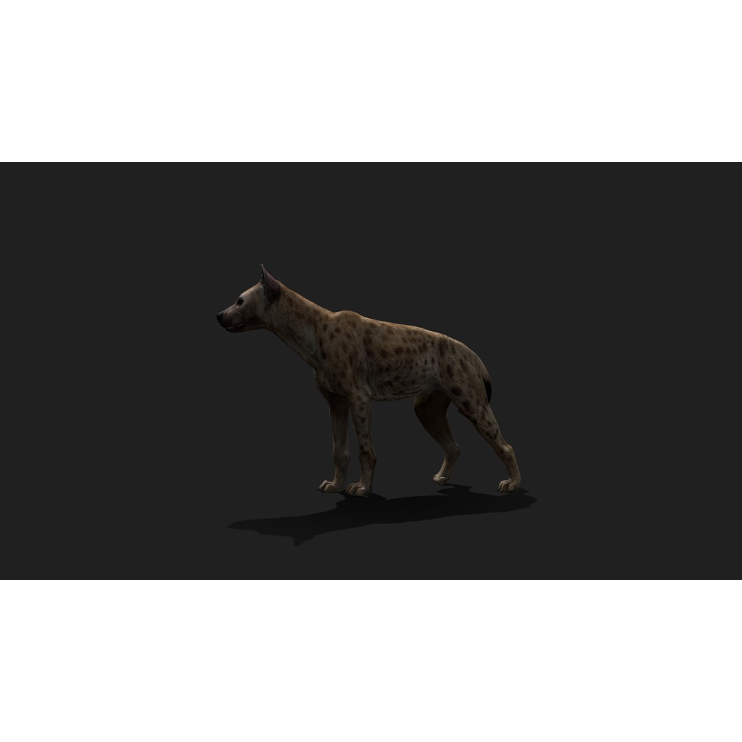Realistic Hyena 3D Model – Low Poly Rigged Animation, FBX, Blender - View 5