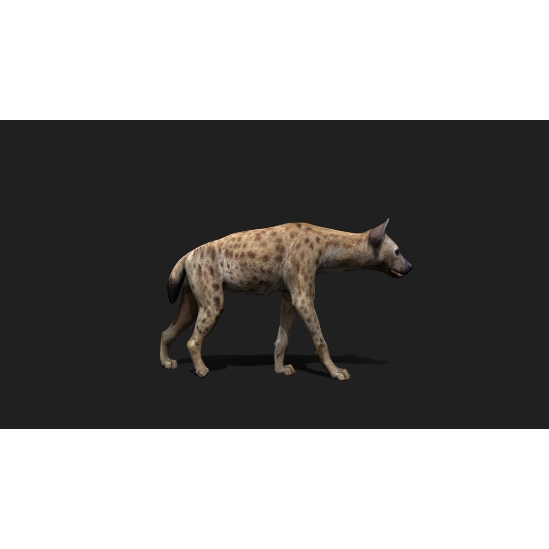 Realistic Hyena 3D Model – Low Poly Rigged Animation, FBX, Blender - View 6