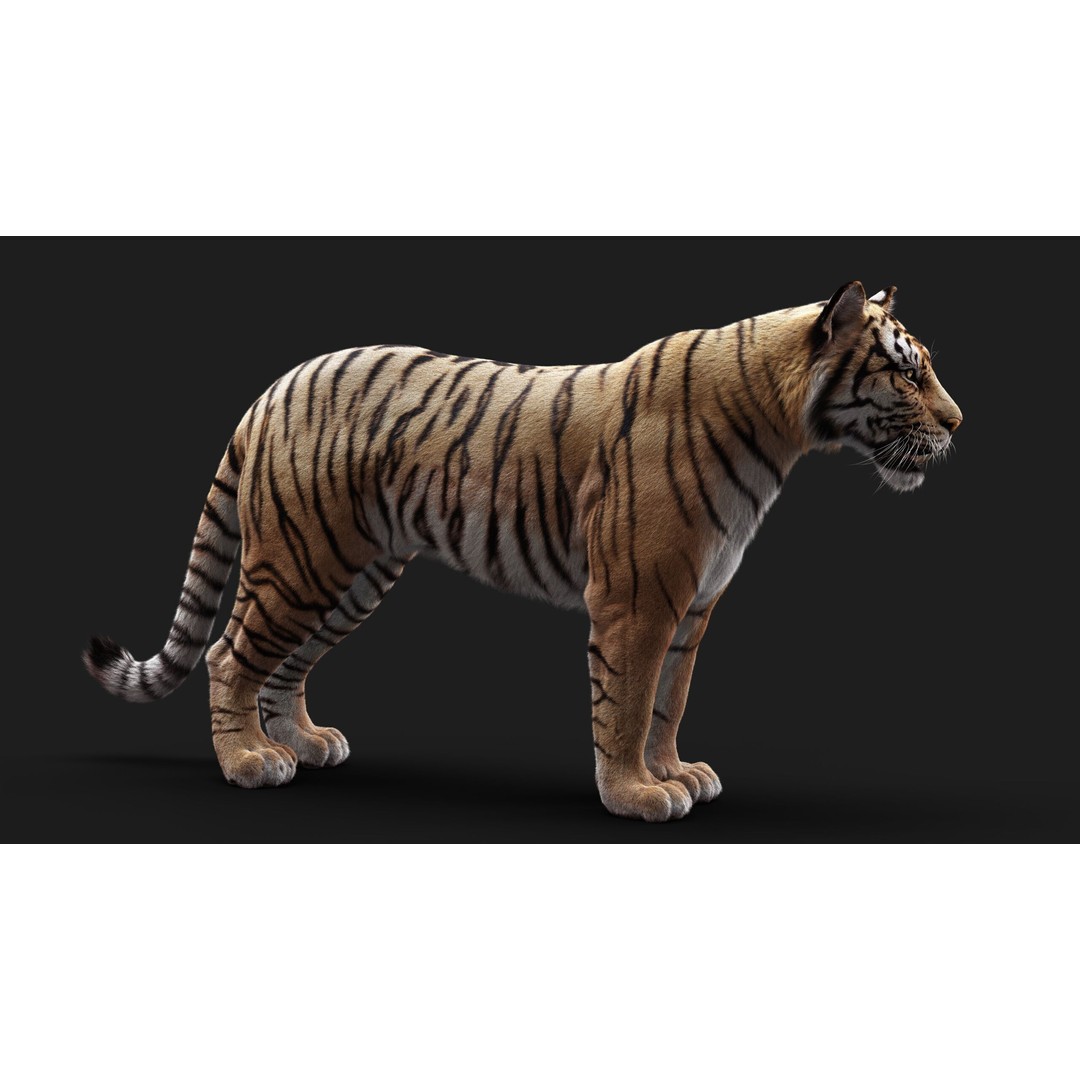 Bengal Tiger 3D Model – High Poly Rigged Character with YETI Grooming - View 11