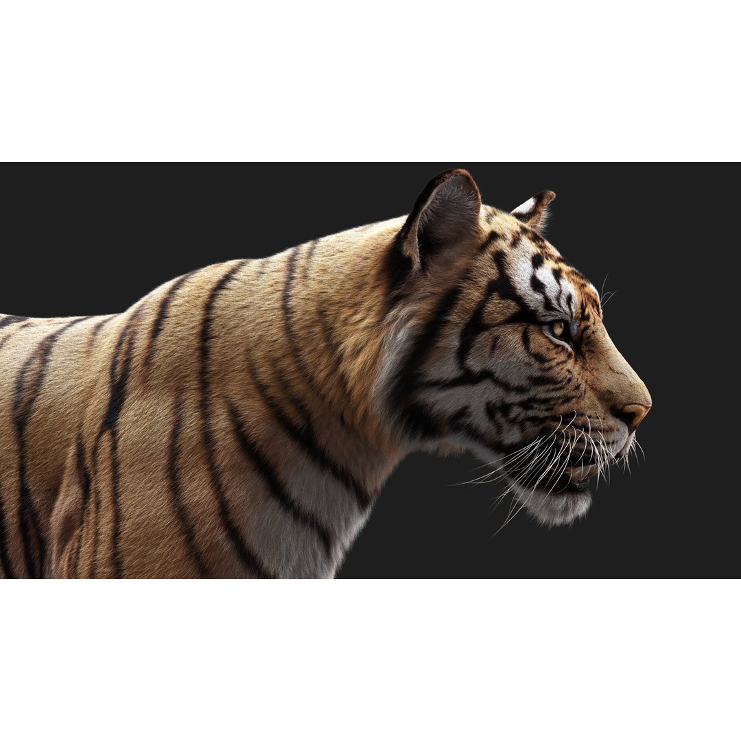 Bengal Tiger 3D Model – High Poly Rigged Character with YETI Grooming - View 12