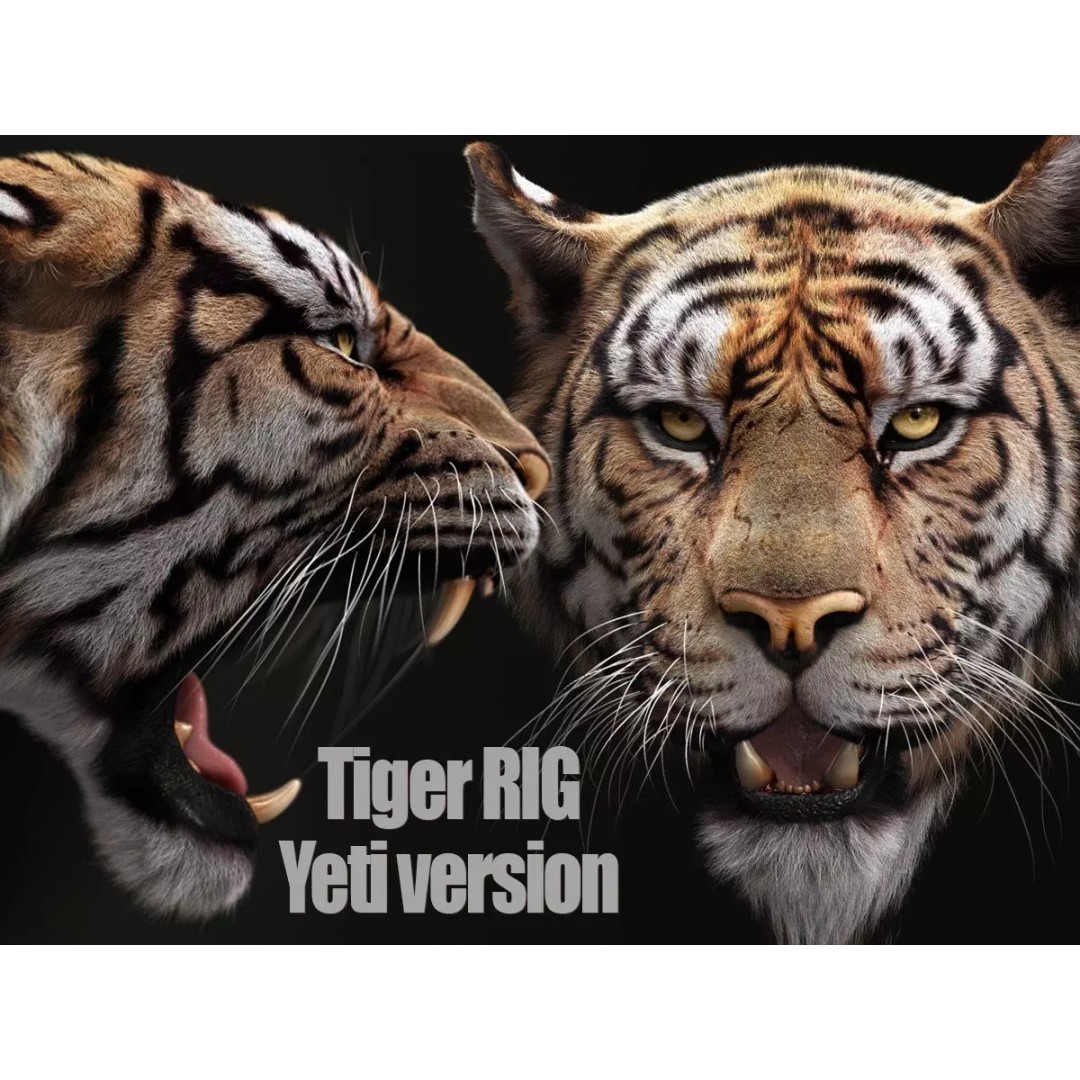 Bengal Tiger 3D Model – High Poly Rigged Character with YETI Grooming - View 2