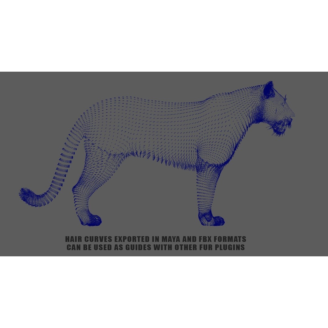 Bengal Tiger 3D Model – High Poly Rigged Character with YETI Grooming - View 20