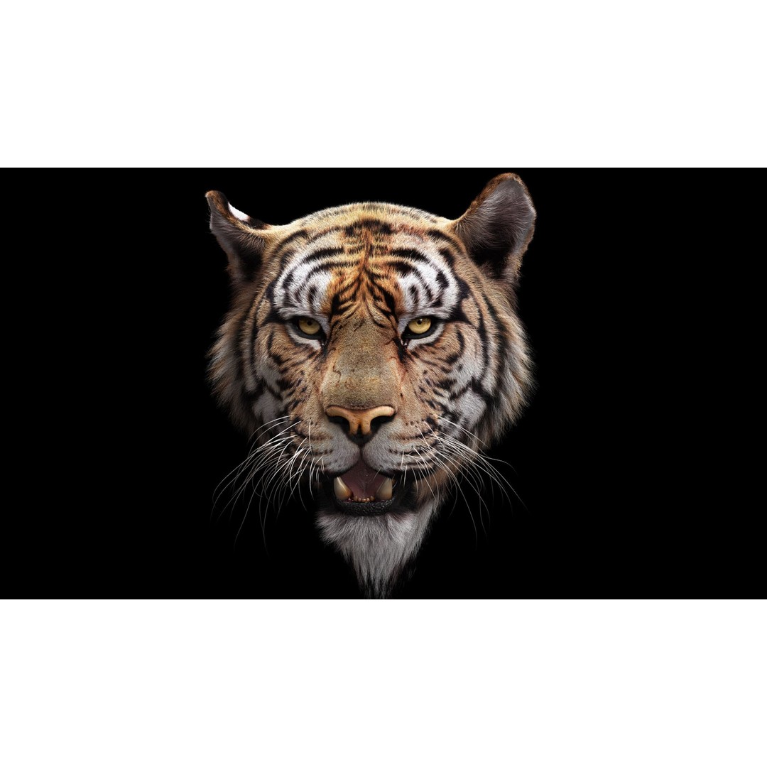 Bengal Tiger 3D Model – High Poly Rigged Character with YETI Grooming - View 3