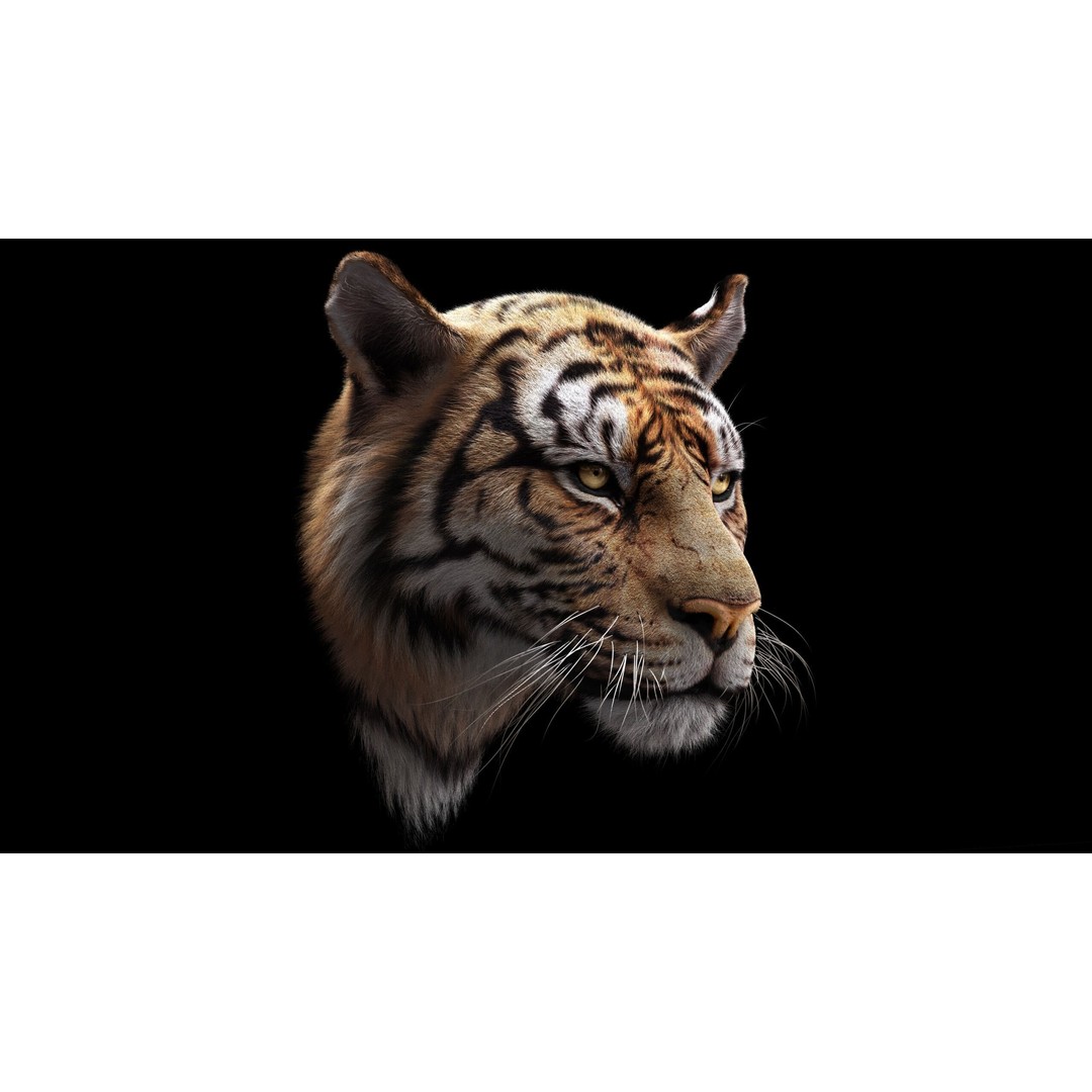 Bengal Tiger 3D Model – High Poly Rigged Character with YETI Grooming - View 4