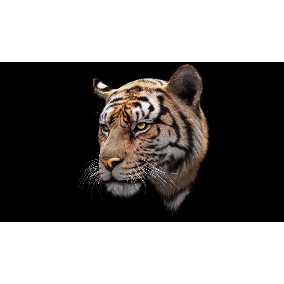 Bengal Tiger 3D Model – High Poly Rigged Character with YETI Grooming - View 5